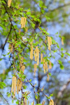 photographed close-up of a young birch tree green leaves on the background blue sky