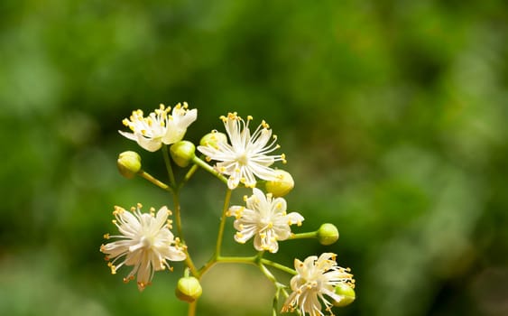 yellow flowers of linden trees, photographed close up during flowering