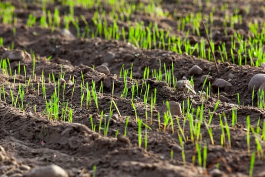 photographed close up young grass plants green wheat growing in the field of agriculture, Agriculture