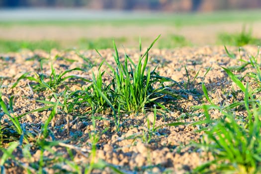 photographed close-up of green wheat sprouts during the beginning of their growth in the agricultural field, spring season