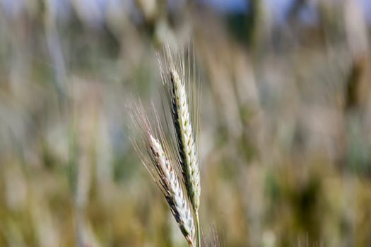 Agricultural field on which grow ripe yellowed cereals