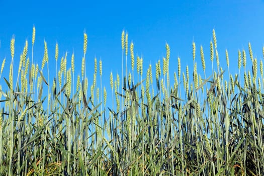 Agricultural field on which grow immature cereals, wheat.