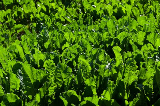 the agricultural field on which grows green beets for sugar production