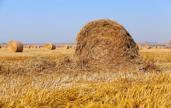 Agricultural field on which stacked straw haystacks after the wheat harvests