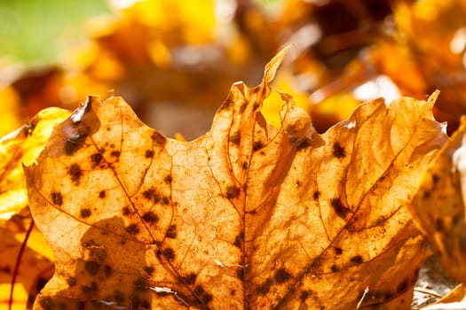 lying on the ground yellow maple leaves in autumn season. Location in the park. Small depth of field. Backlight Sun