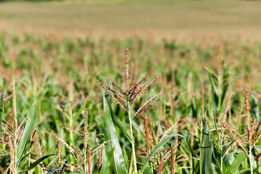 an agricultural field, which is growing young green corn. immature corn