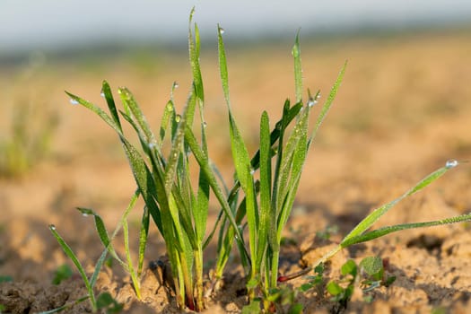 photographed close up young grass plants green wheat growing in the field of agriculture, Agriculture