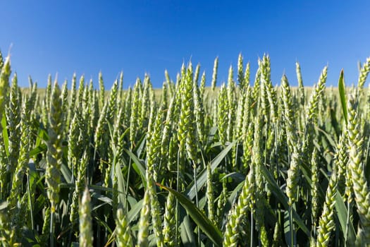 Agricultural field on which grow immature cereals, wheat.