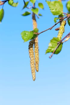 photographed close-up of a young birch tree green leaves on the background blue sky