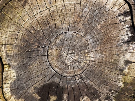 photographed close-up of the old cut tree trunk, broken after the storm