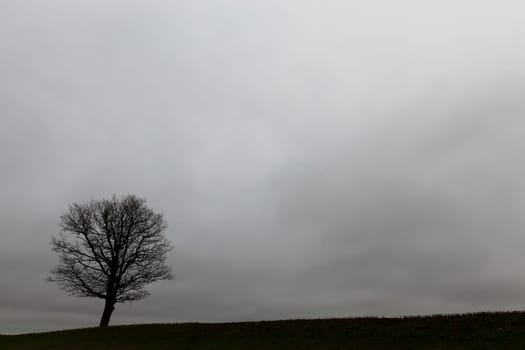 trees photographed during dusk and stormy weather