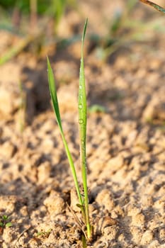 photographed close up young grass plants green wheat growing in the field of agriculture, Agriculture