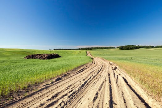 Agricultural field on which grow cereals, and through which the village Dirt road. To the left lies the manure for use as fertilizer