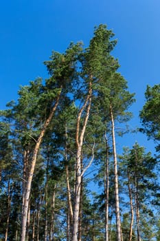 forest photo, which grows a large number of pine trees, a common plan