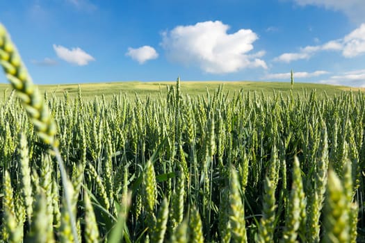Agricultural field on which grow immature young cereals, wheat. Blue sky with clouds in the background