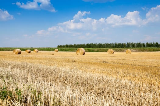 agricultural field where harvesting is carried out cereal, Belarus, summer