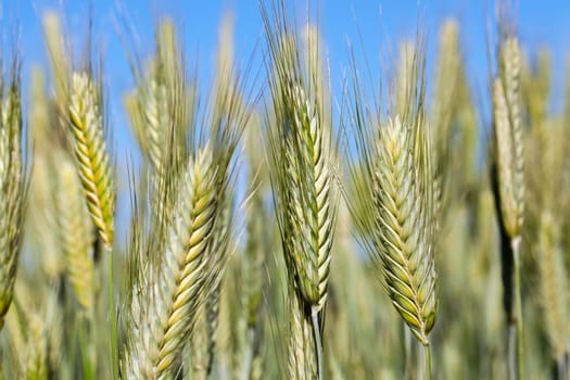 Agricultural field on which grow immature young cereals, wheat. Blue sky in the background