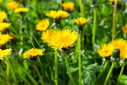 photographed close-up of yellow dandelions in springtime, shallow depth of field