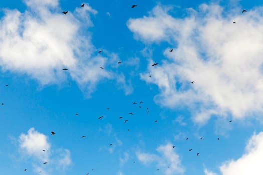 photographed close-up blue sky, in which a flock of birds flying, visible silhouettes, daytime
