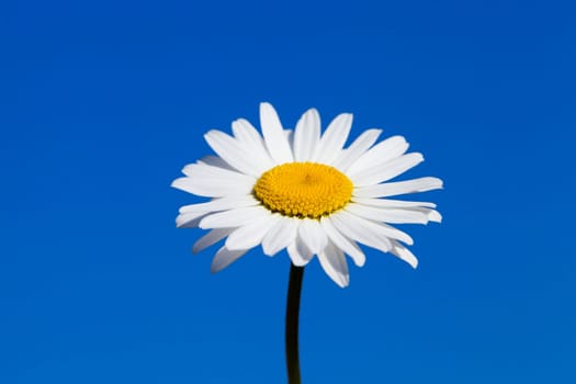 photographed close-up daisy flower with white petals, blue sky