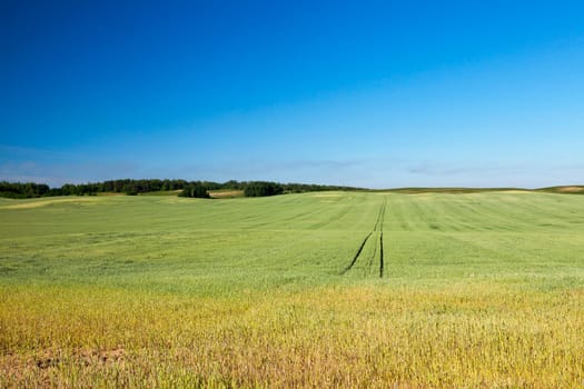 Agricultural field on which grows green unripe wheat grass, landscape in the background blue sky and trees
