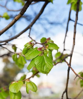 Young linden green leaves in the spring time of the year, close-up