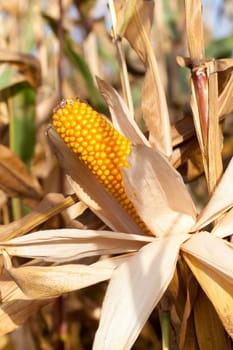 agricultural field on which grows ready for collection yellowed corn