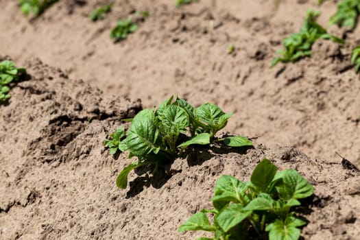 Agricultural field on which grow potatoes. furrow. Spring