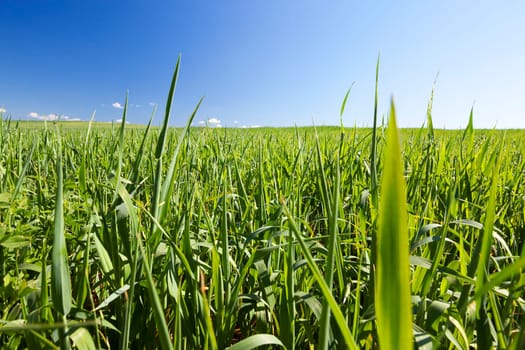 Agricultural field on which grow immature young cereals, wheat. Blue sky in the background