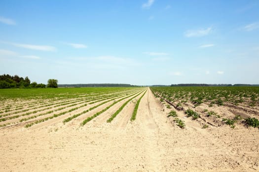 Agricultural field on which grow green young carrots. small depth of field. potatoes on the other hand