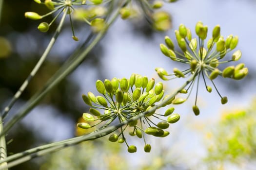 Agricultural field on which grow immature green dill. Photo close-up, small depth of field. Summer season.