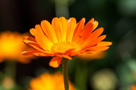 photographed close-up of orange calendula flowers, spring season
