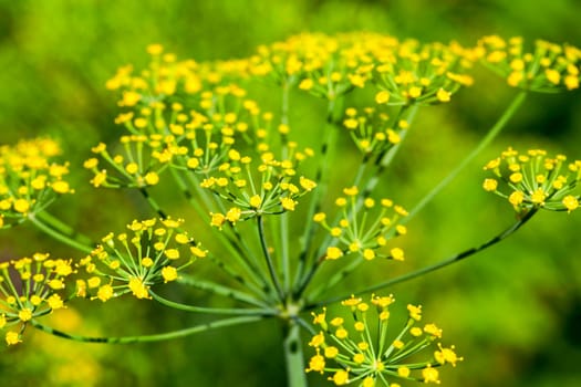 Agricultural field on which grow green immature umbrella dill, shallow depth of field