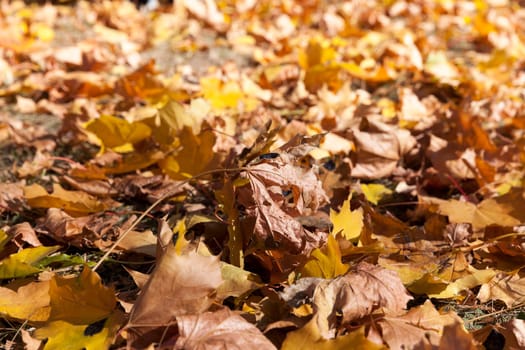 photographed trees and foliage in the autumn, the location - a park