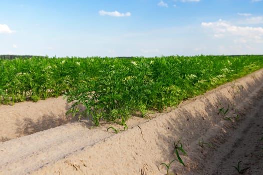 photographed close-up of an agricultural field on which grow green shoots of carrots, on a background of blue sky with white clouds