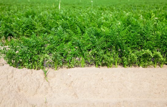 photographed close-up of an agricultural field on which grow green shoots of carrots