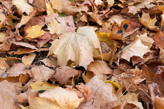 photographed trees and foliage in the autumn, the location - a park