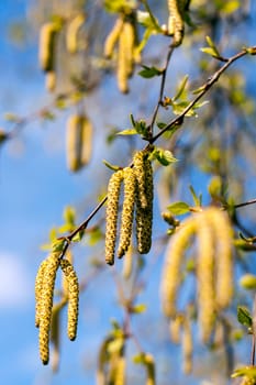 photographed close-up of young green leaves and catkins on a birch tree in the spring time of the year, the month of April, a small depth of field