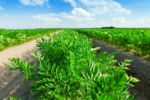 photographed close-up of an agricultural field on which grow green shoots of carrots, on a background of blue sky with white clouds