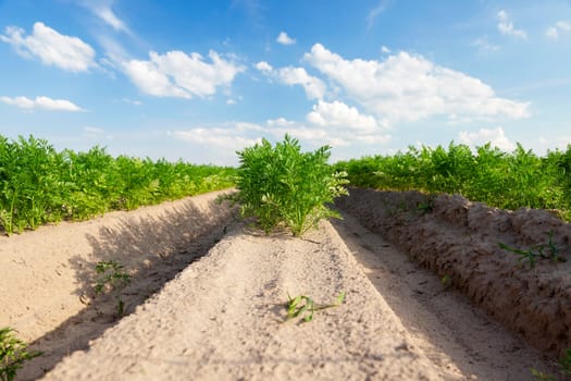 photographed close-up of an agricultural field on which grow green shoots of carrots, on a background of blue sky with white clouds