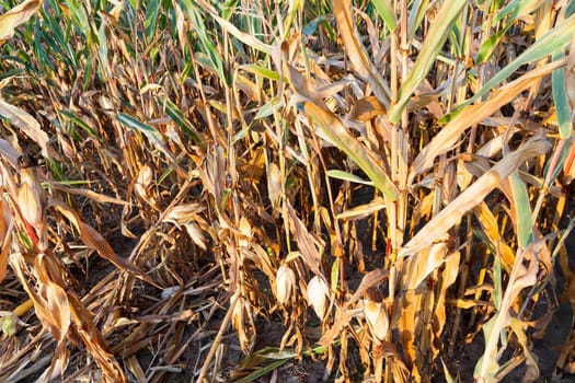 photographed close-up of ripe yellow dried corn growing in an agricultural field. open ears plant. autumn season