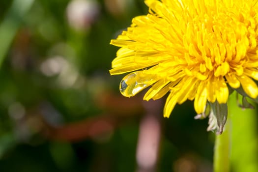 photographed close-up of yellow dandelions in springtime, shallow depth of field