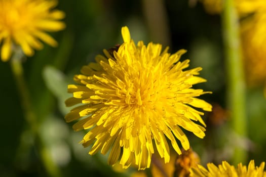 photographed close-up of yellow dandelions in springtime, shallow depth of field