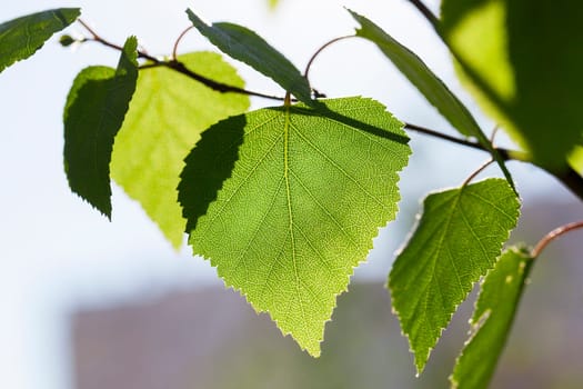 photographed close-up of a young birch tree green leaves