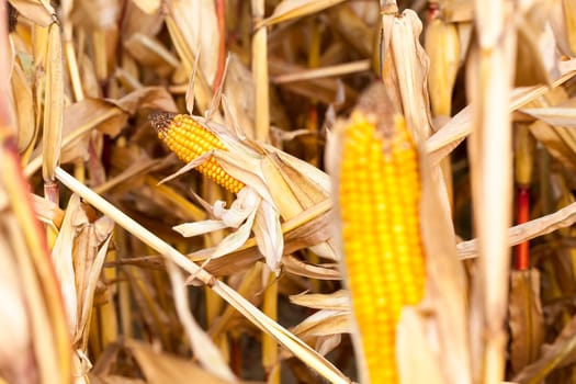 photographed close-up of ripe yellow dried corn growing in an agricultural field. Autumn season. Small depth of field.