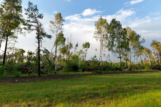 a forest where a lot of broken birch trees after the last storm, dusk, sunset time