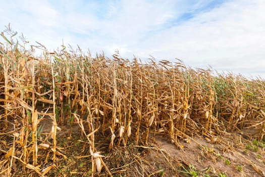 agricultural field on which grows ready for collection yellowed corn, against the blue sky
