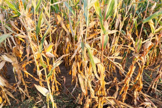 photographed close-up of ripe yellow dried corn growing in an agricultural field. Autumn time before harvesting cereal crops. Small depth of field