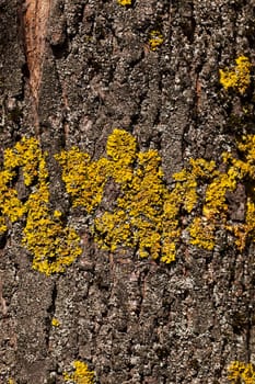 photographed close-up part of a tree trunk with lichen growing on the bark. Small depth of field