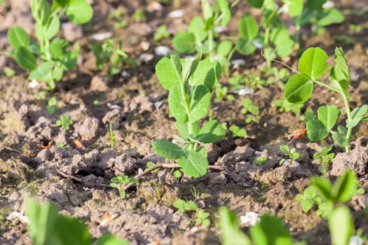 Agricultural field on which grow young green peas, small depth of field